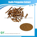 Naturais de alta qualidade 10: 1 20: 1 Radix Polygalae Extract